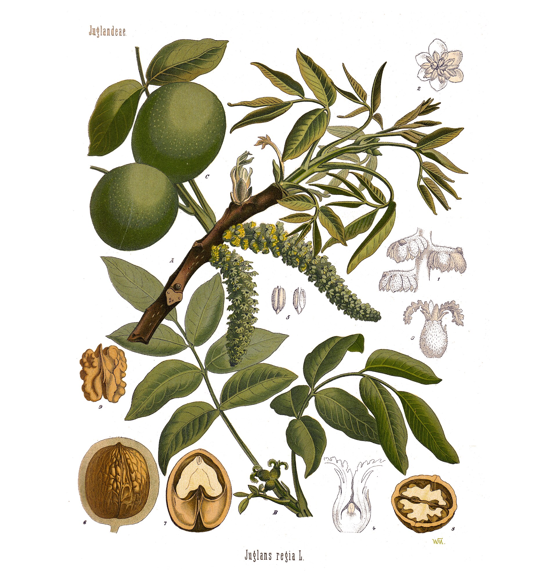 Orech vlašský na botanickej ilustrácii z Köhlerovho atlasu liečivých rastlín (1887)